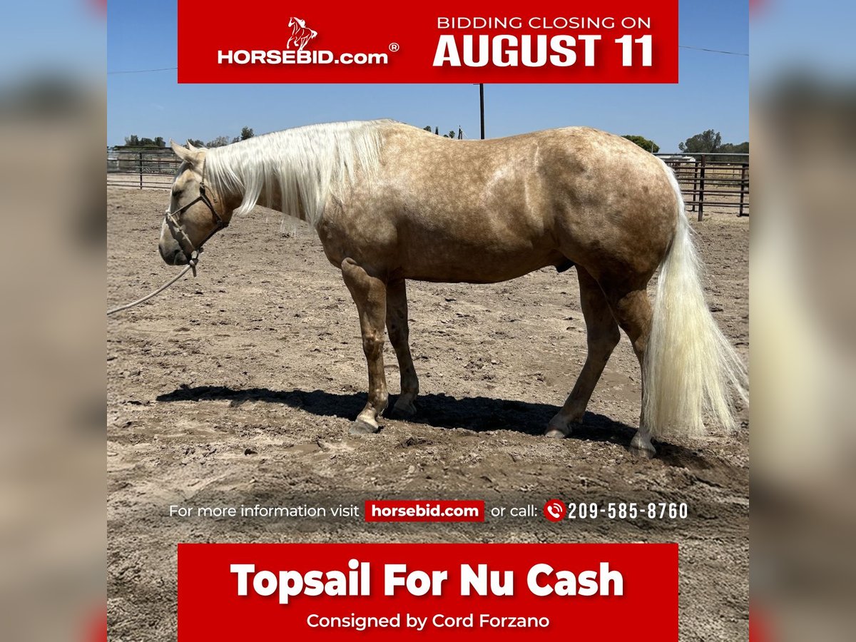 American Quarter Horse Gelding 7 years 15,1 hh Palomino in Madera, CA