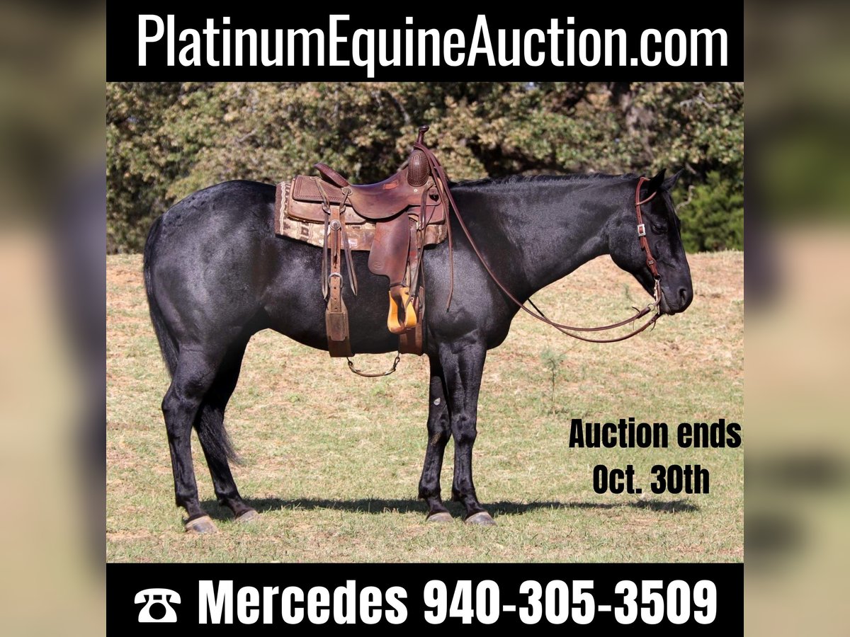 American Quarter Horse Gelding 7 years 15,1 hh Roan-Blue in Cleburne, TX