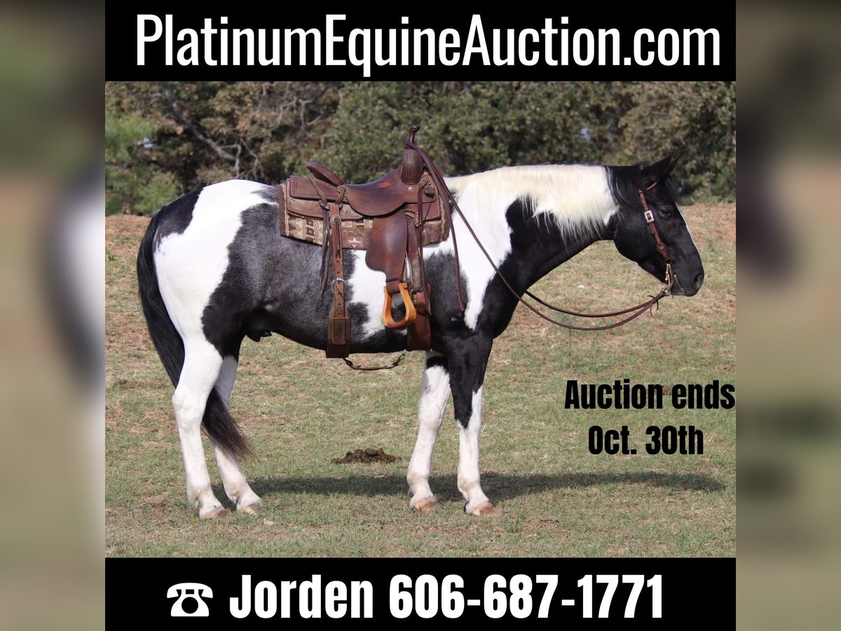 American Quarter Horse Gelding 7 years 15,1 hh Tobiano-all-colors in ...