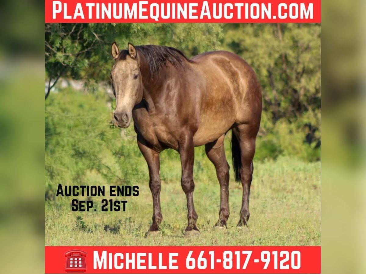 American Quarter Horse Gelding 7 years 15,2 hh Buckskin in Stephenville TX