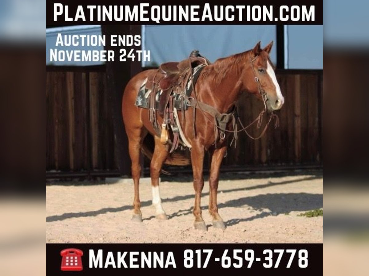 American Quarter Horse Gelding 7 years 15,2 hh Chestnut in Lipan TX