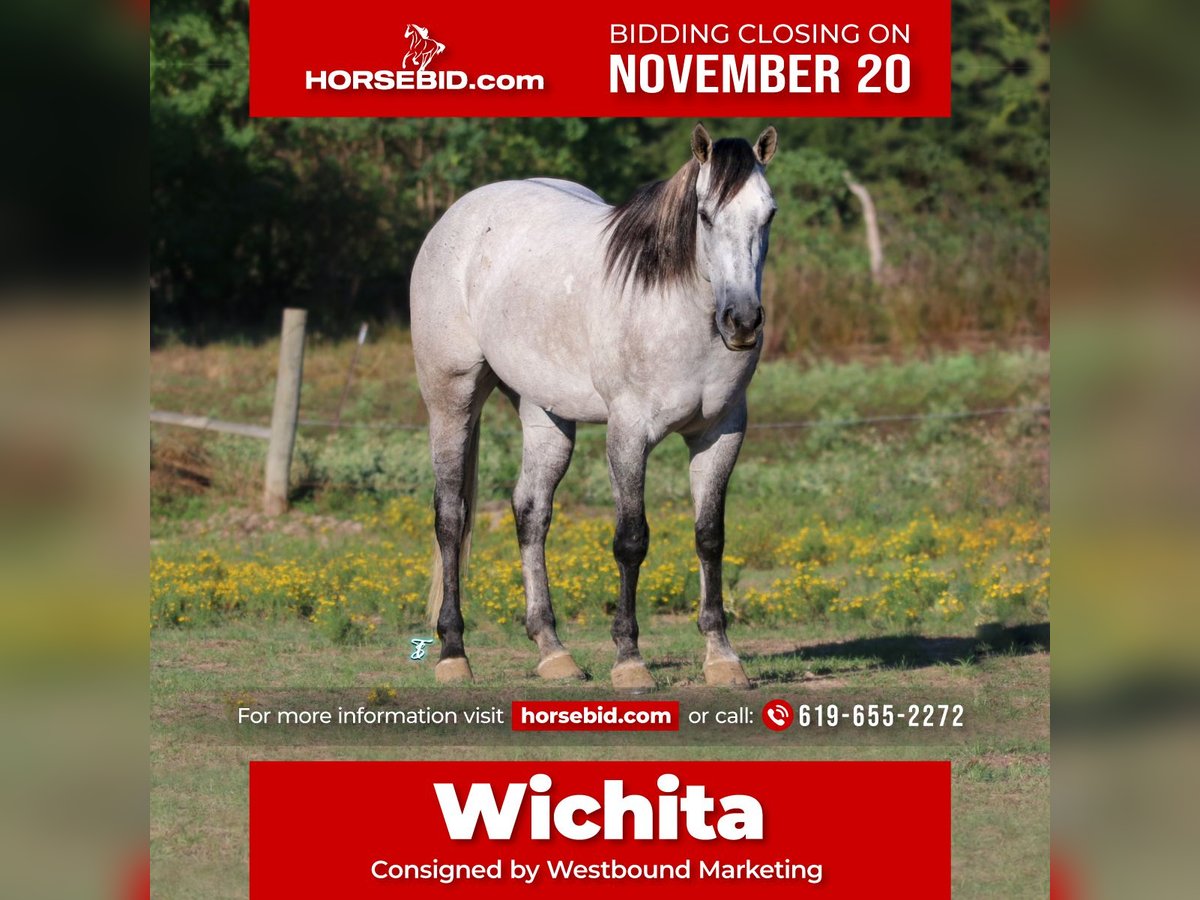 American Quarter Horse Gelding 7 years 15,2 hh Grey in Carthage