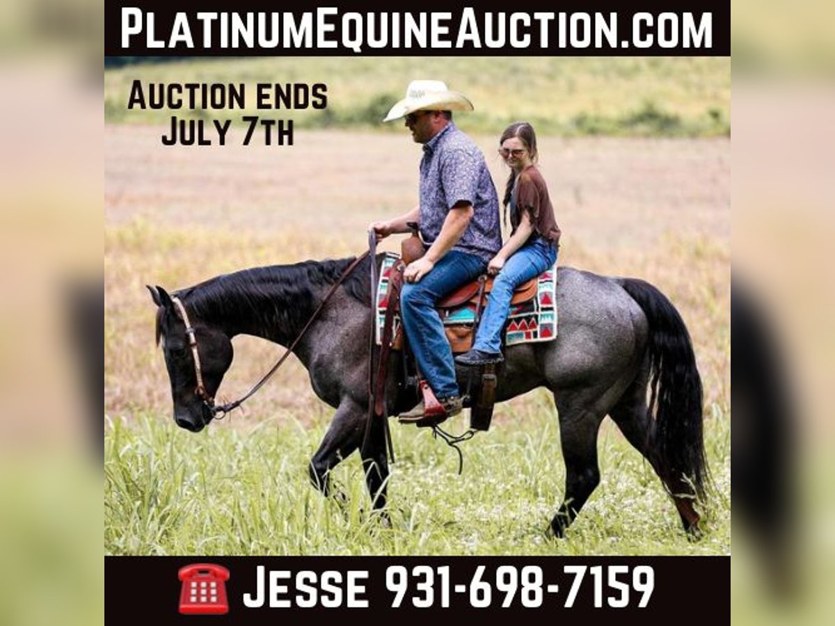 American Quarter Horse Gelding 7 years 15,2 hh Roan-Blue in Santa Fe TN