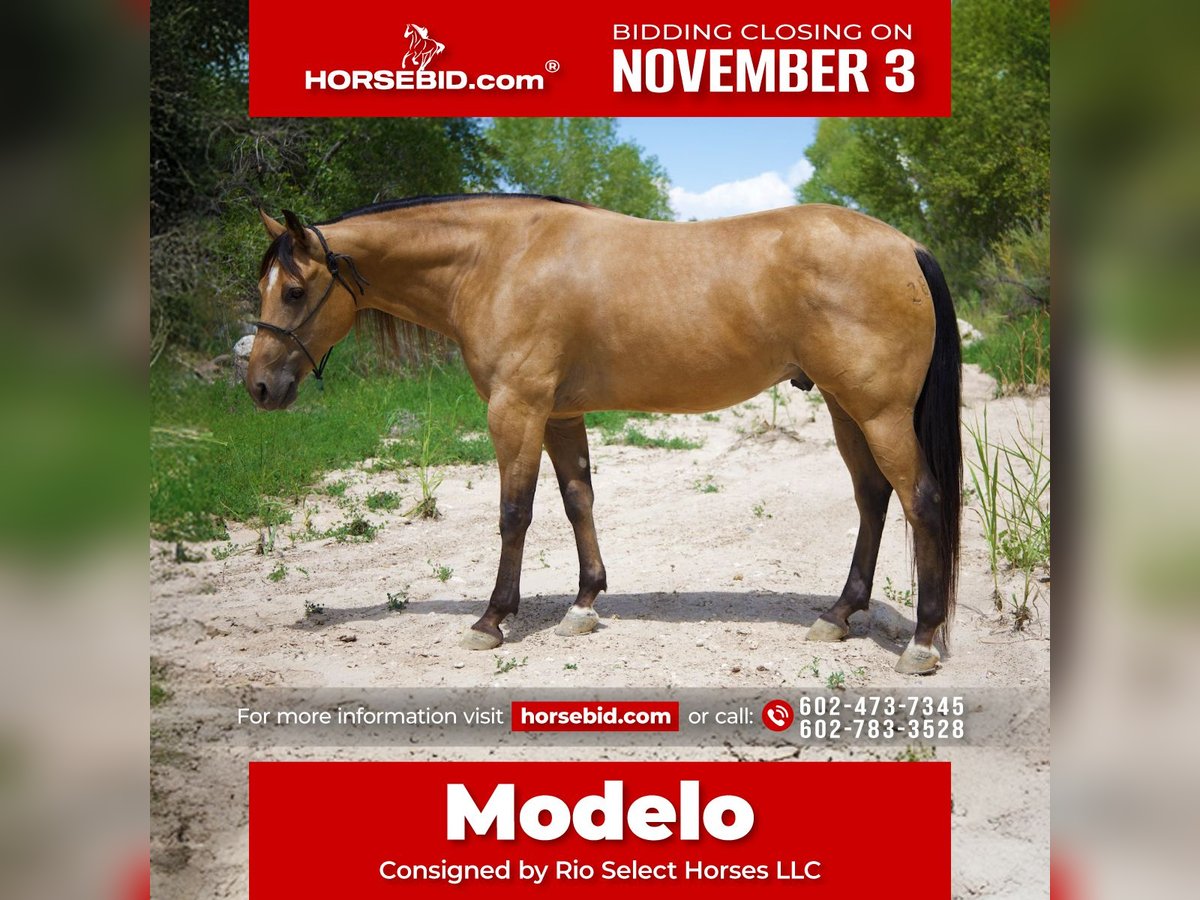 American Quarter Horse Gelding 7 years 15,3 hh Buckskin in Tonopah