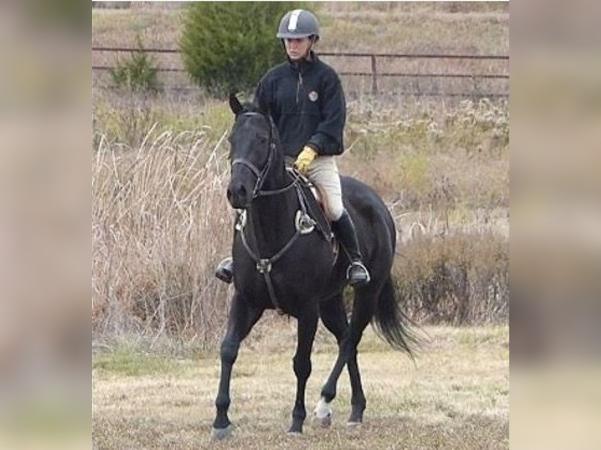 American Quarter Horse Gelding 7 years 15 hh Black in london