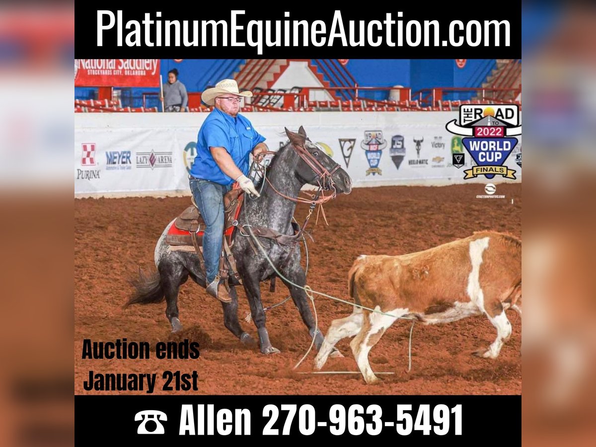 American Quarter Horse Gelding 7 years 15 hh Black in Breckenridge TX