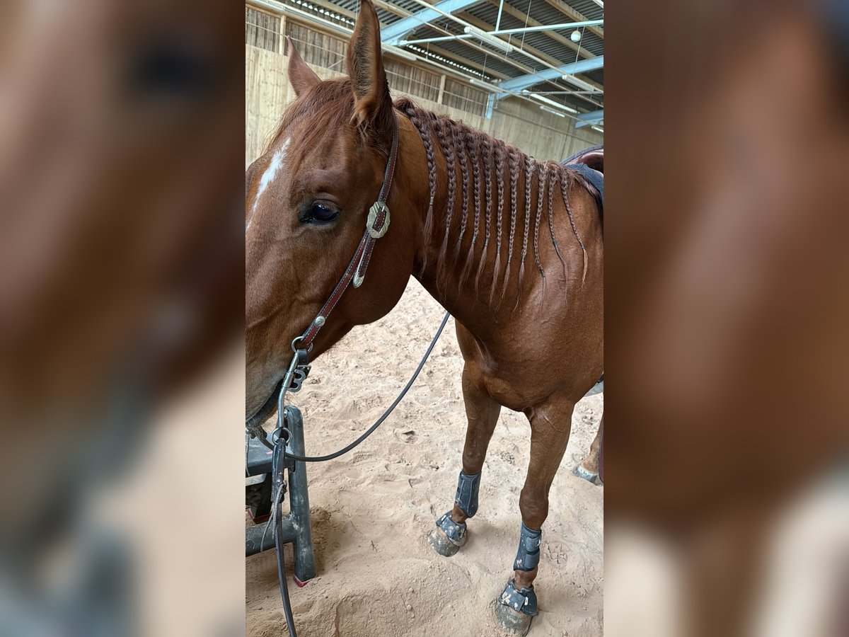 American Quarter Horse Gelding 7 years 15 hh Chestnut-Red in Tamm