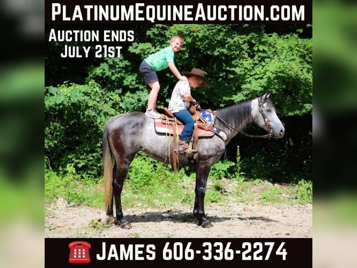American Quarter Horse Gelding 7 years 15 hh Grey-Dapple in Salt Lick KY