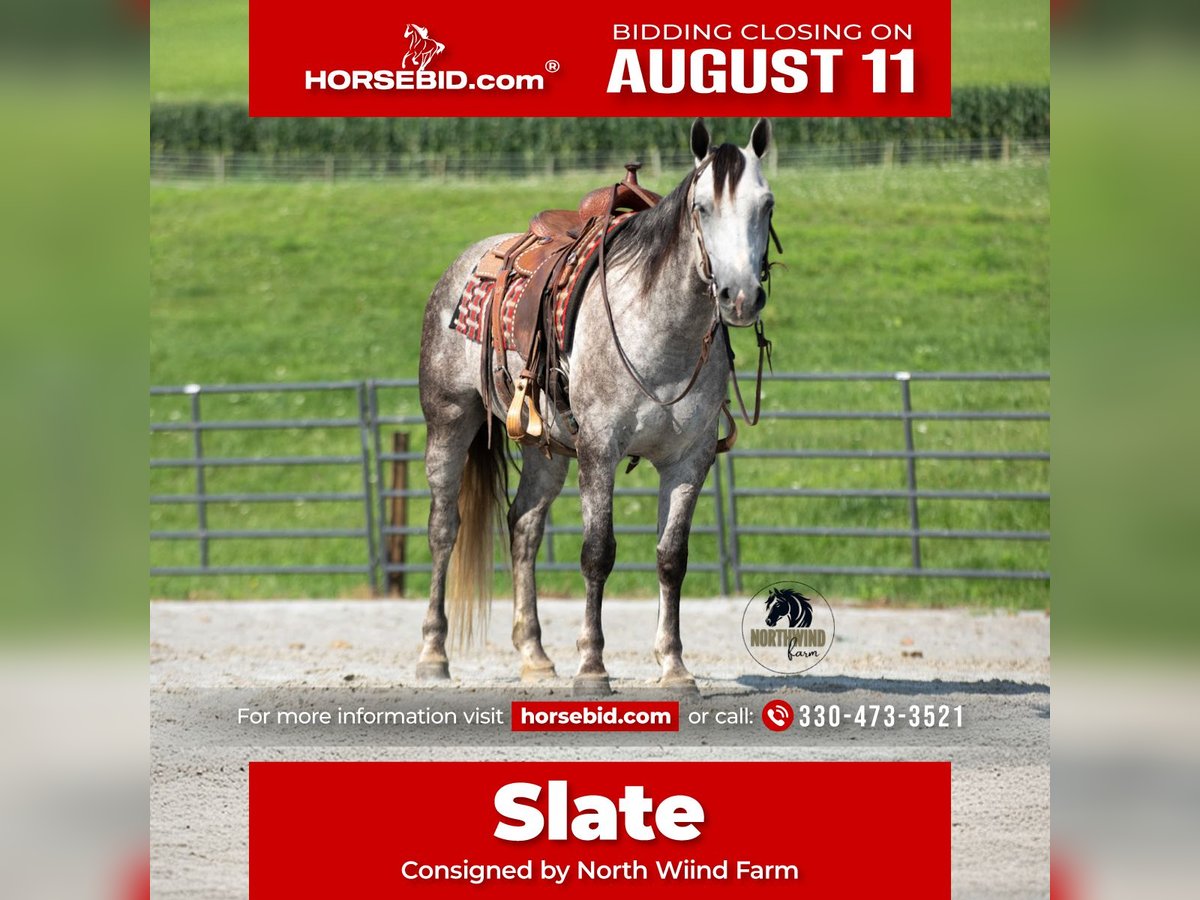 American Quarter Horse Gelding 7 years 15 hh Grey in Fredericksburg, OH