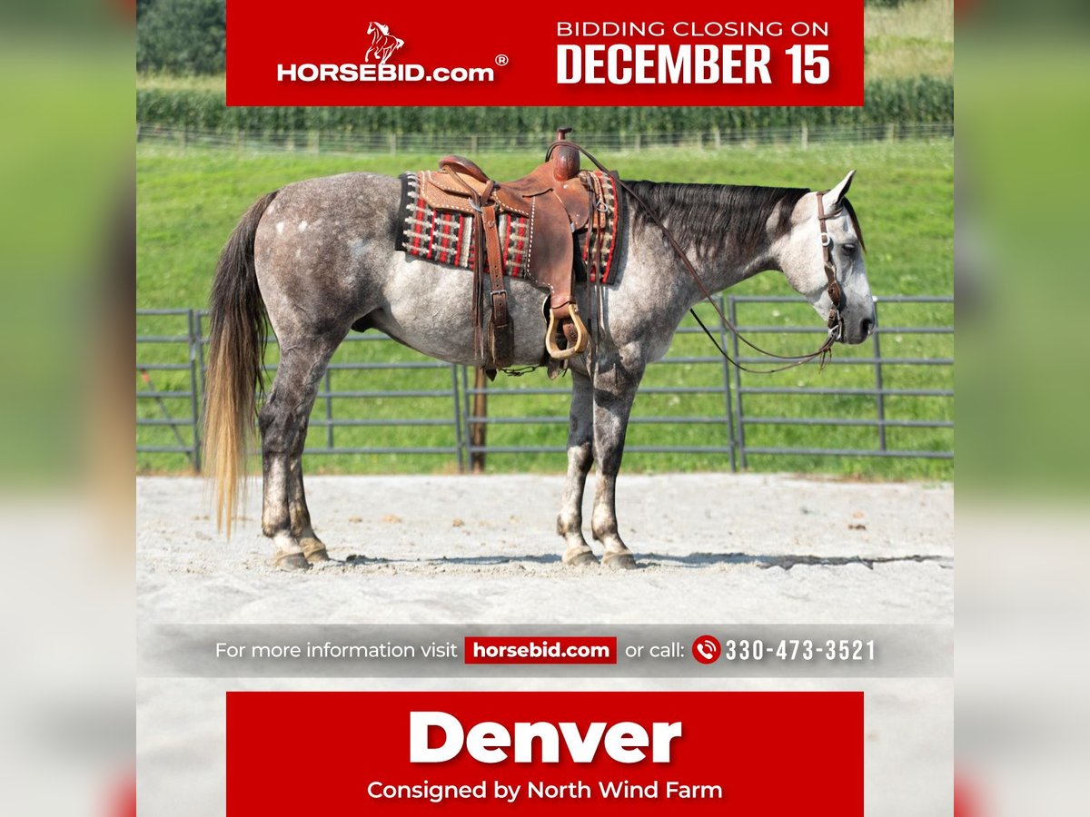 American Quarter Horse Gelding 7 years 15 hh Grey in Fredericksburg