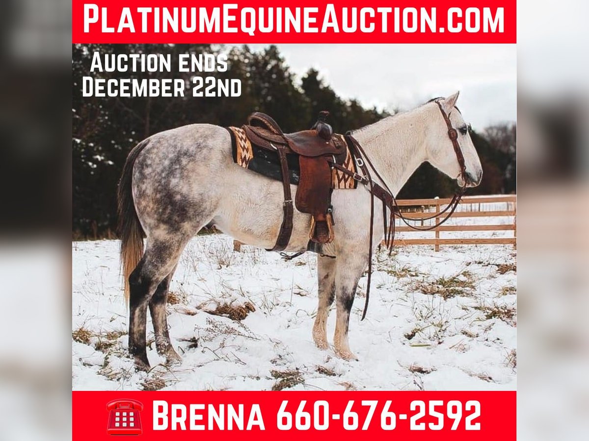 American Quarter Horse Gelding 7 years 15 hh Grey in fulton MO