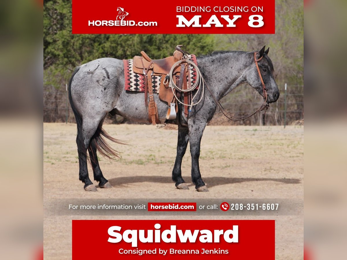American Quarter Horse Gelding 7 years 15 hh Roan-Blue in Canadian, TX