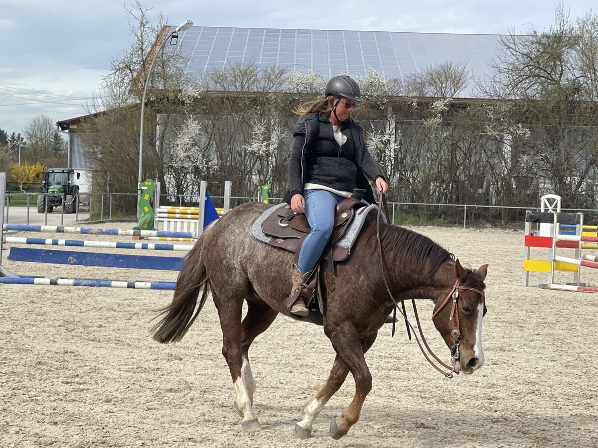 American Quarter Horse Gelding 7 years 15 hh Roan-Red in Thierhaupten