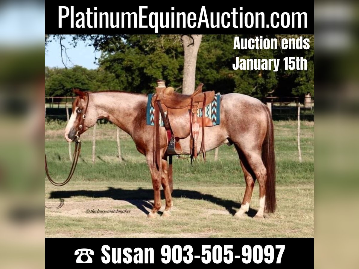 American Quarter Horse Gelding 7 years 15 hh Roan-Red in MIlsap TX