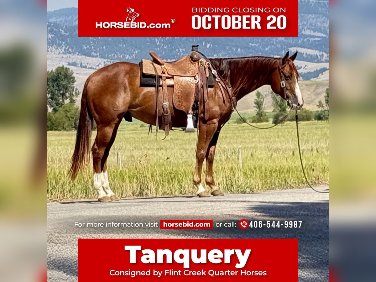 American Quarter Horse Gelding 7 years 15 hh Sorrel in Drummond