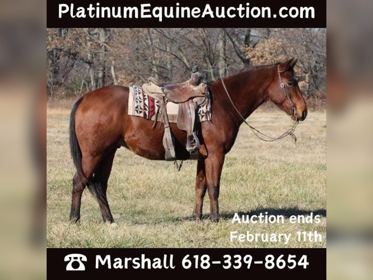 American Quarter Horse Gelding 7 years 15,1 hh Bay in Brownstown IL