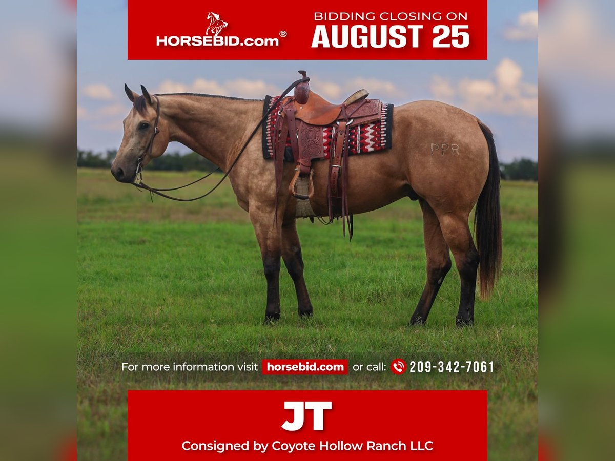 American Quarter Horse Gelding 7 years 15,1 hh Buckskin in Mount Vernon, TX