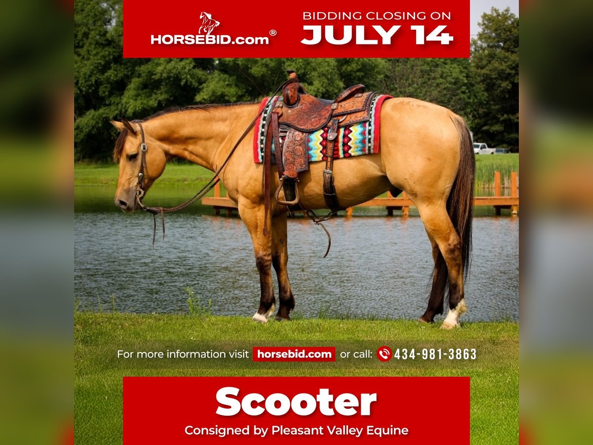 American Quarter Horse Gelding 7 years 15,1 hh Buckskin in Robards