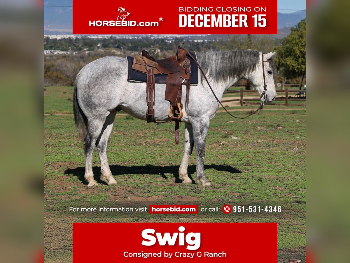 American Quarter Horse Gelding 7 years 15,1 hh Grey in Norco