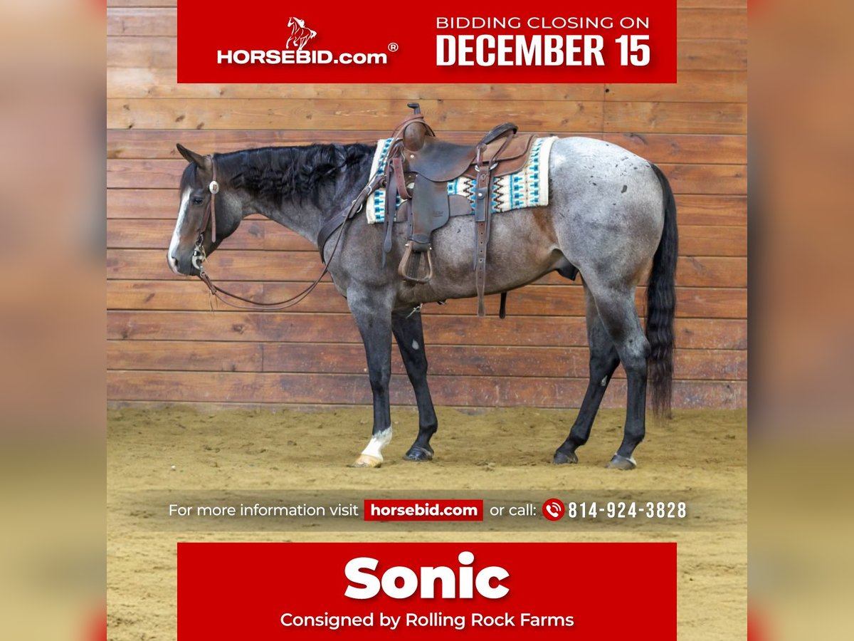 American Quarter Horse Gelding 7 years 15,1 hh Roan-Bay in Clarion