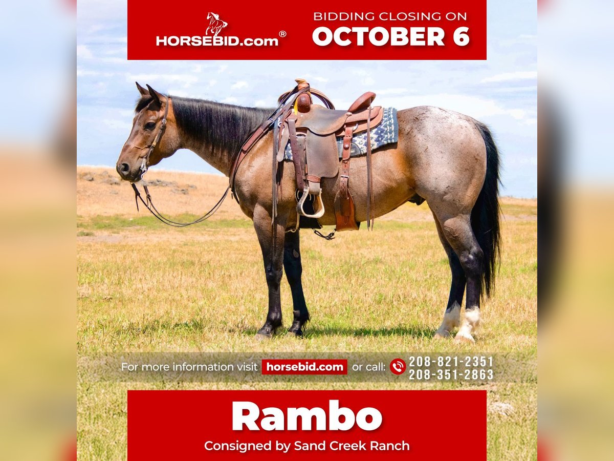 American Quarter Horse Gelding 7 years 15,1 hh Roan-Bay in Saint Anthony, ID