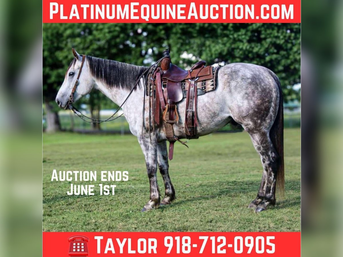 American Quarter Horse Gelding 7 years 15,2 hh Gray in Salisaw, OK