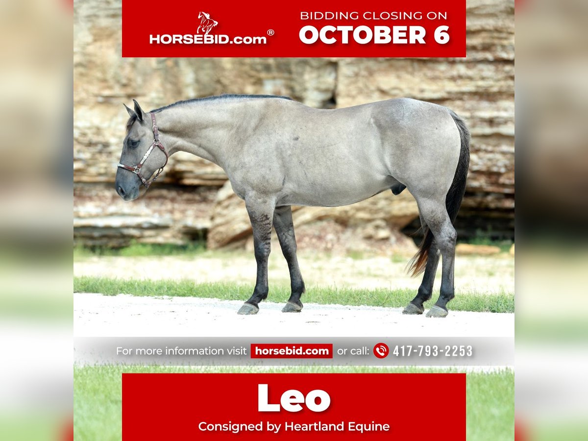 American Quarter Horse Gelding 7 years 15,2 hh Grullo in Mount Vernon