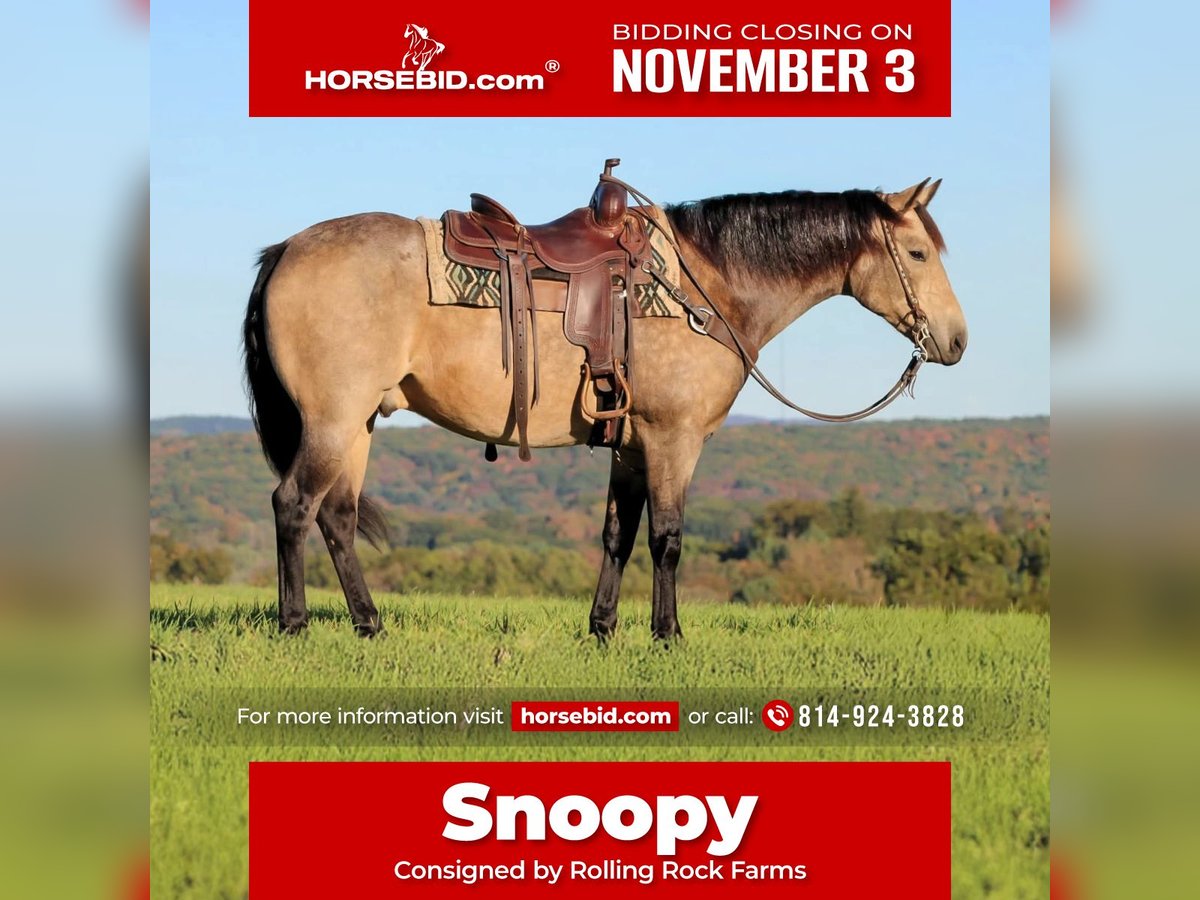 American Quarter Horse Gelding 7 years 15,3 hh Buckskin in Clarion American Quarter Horse Gelding 7 years 15,3 hh Buckskin in Clarion