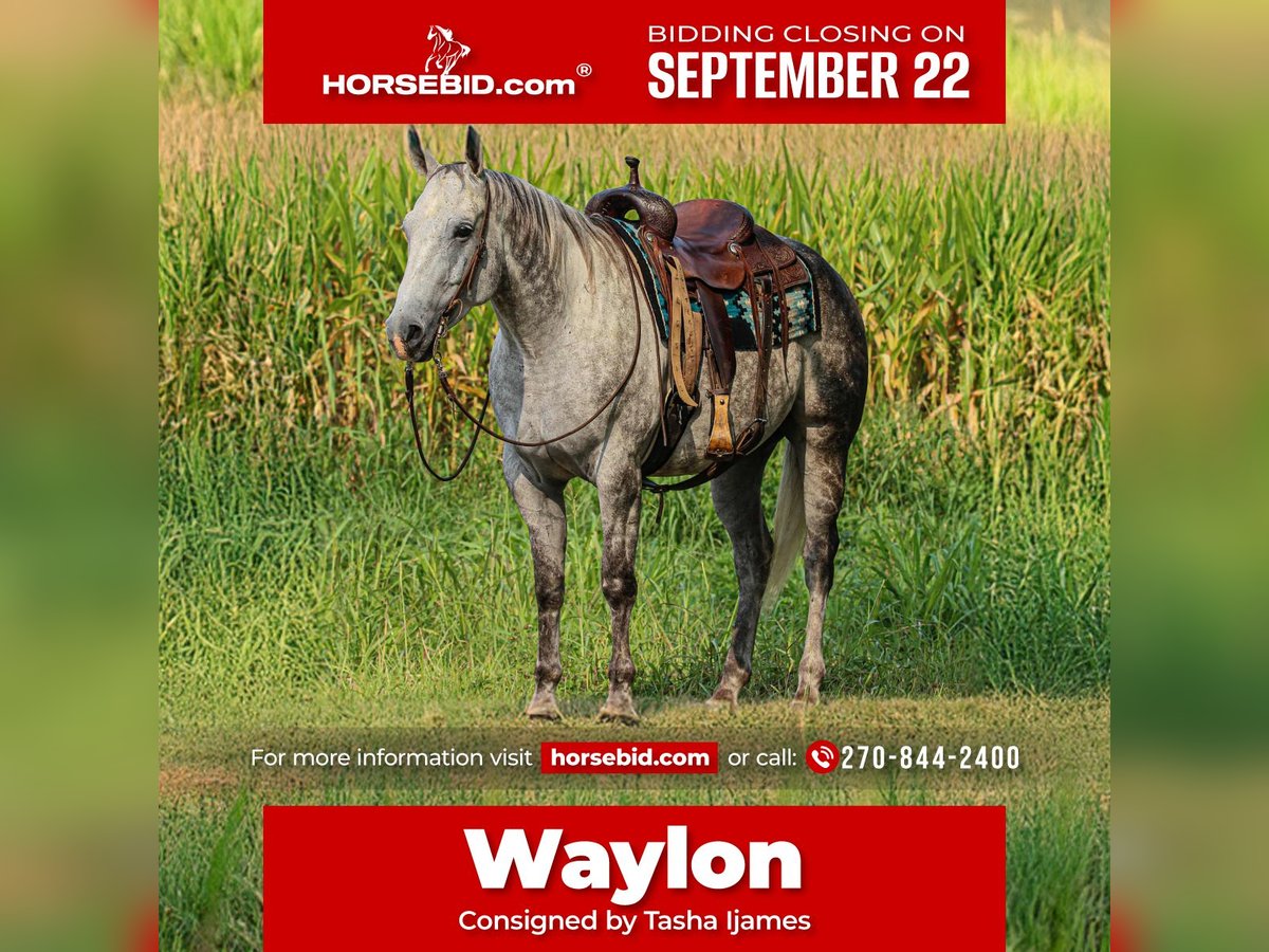 American Quarter Horse Gelding 7 years 15,3 hh Grey in Henderson