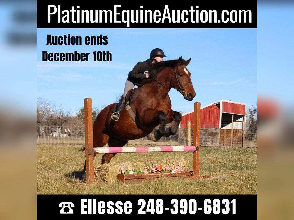 American Quarter Horse Gelding 7 years 16,1 hh Bay in Howell, MI