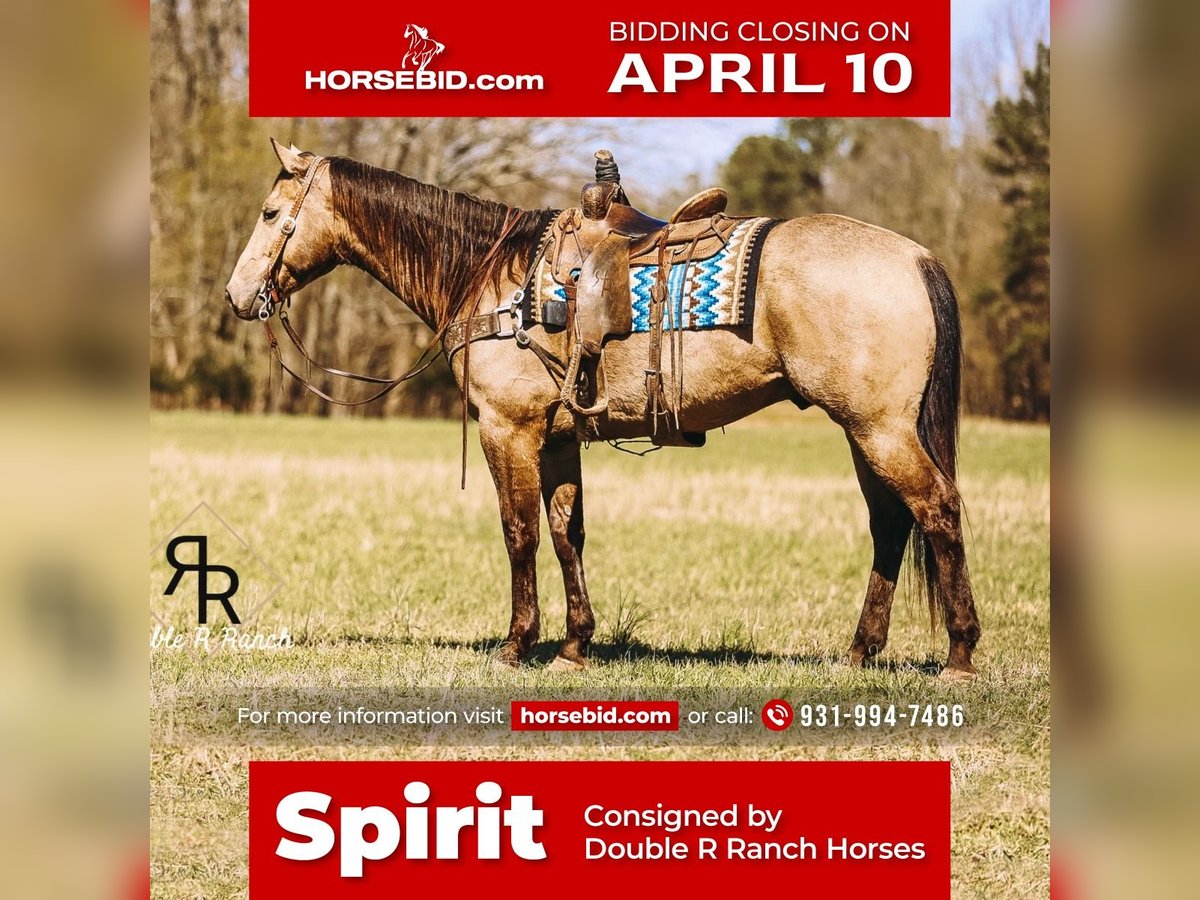 American Quarter Horse Gelding 7 years 16 hh Buckskin in Lyles, TN