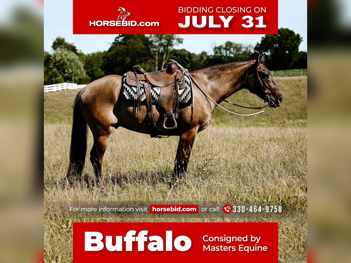 American Quarter Horse Gelding 7 years 16 hh Grullo in Dalton, OH