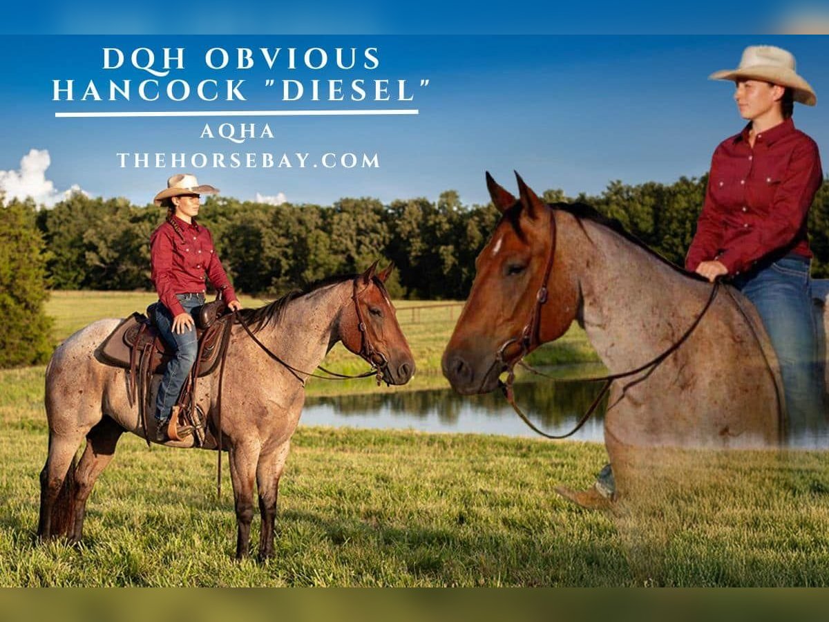 American Quarter Horse Gelding 7 years 16 hh Roan-Bay in Seymour, MO