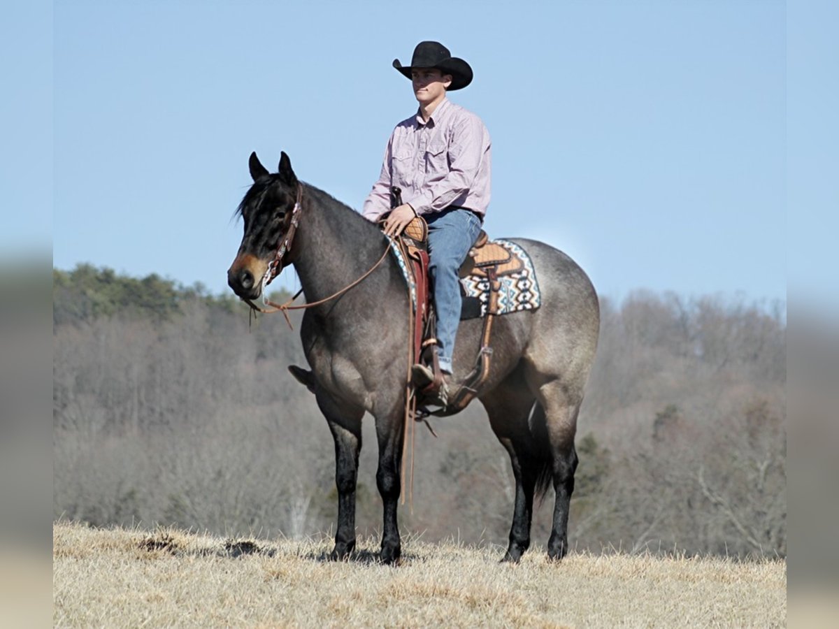 American Quarter Horse Gelding 7 years 16 hh Roan-Blue in Mount vernon KY