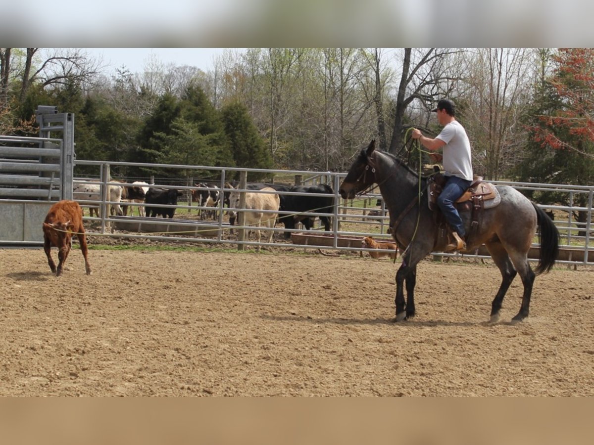 American Quarter Horse Gelding 7 years 16 hh Roan-Blue in Mount Vernon KY