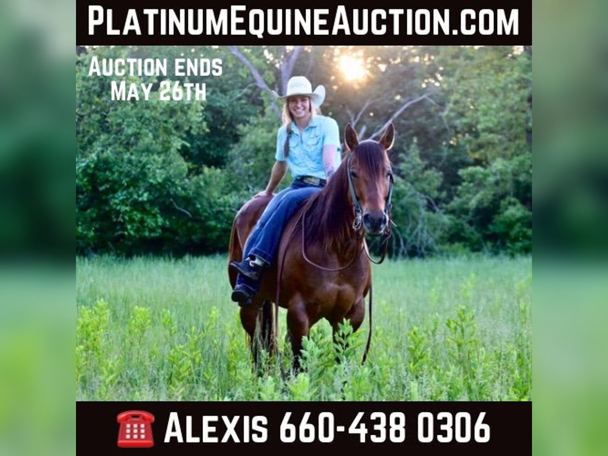 American Quarter Horse Gelding 7 years Bay in Warsaw NY