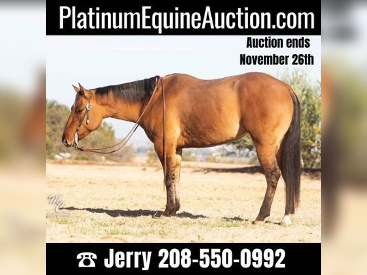 American Quarter Horse Gelding 7 years Buckskin in Caldwell, ID
