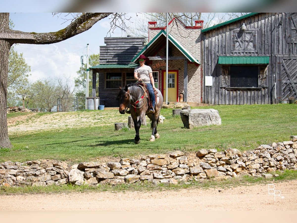 American Quarter Horse Gelding 7 years Roan-Bay in Mt grove MO