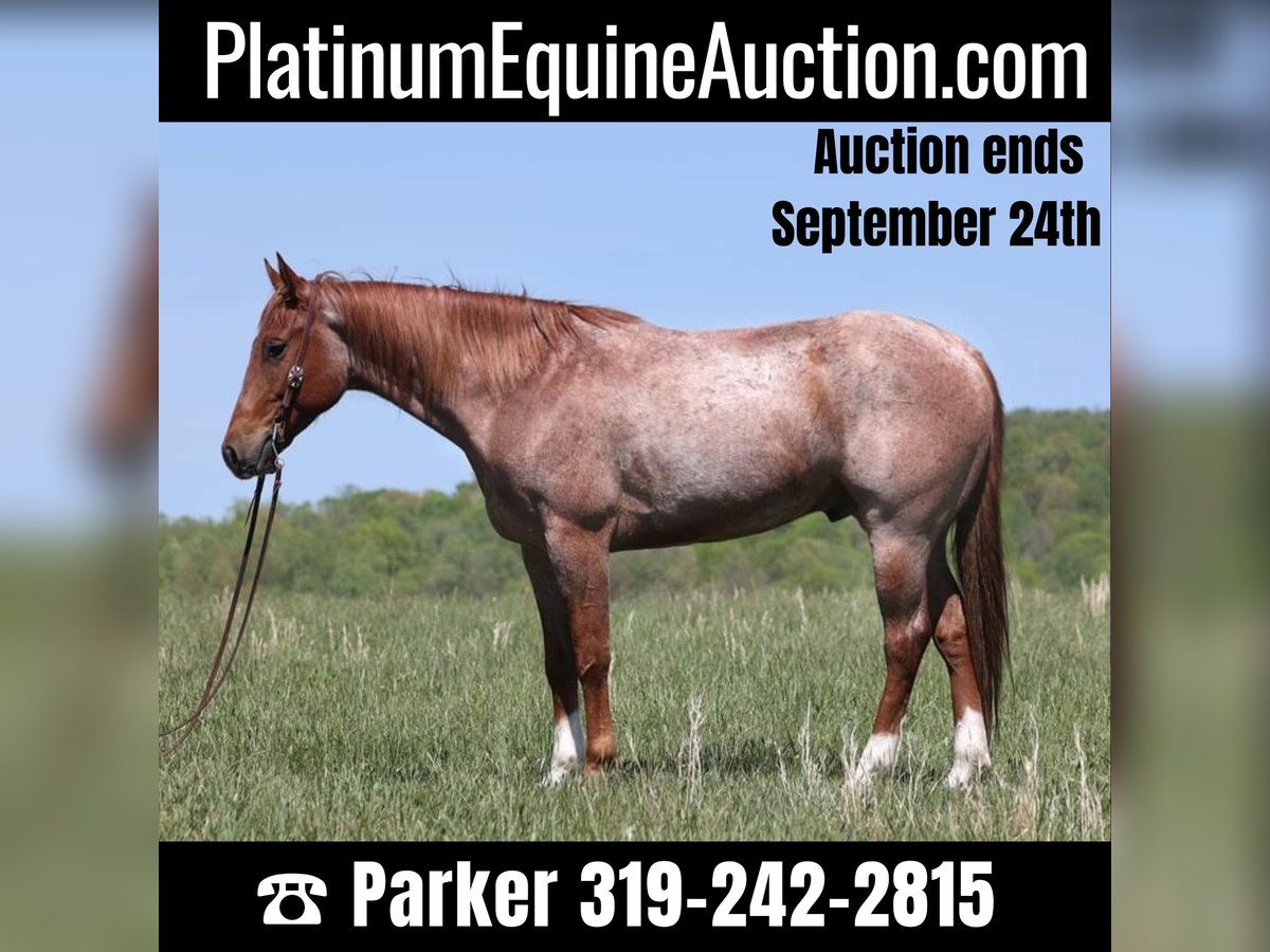 American Quarter Horse Gelding 7 years Roan-Red in Somerset KY