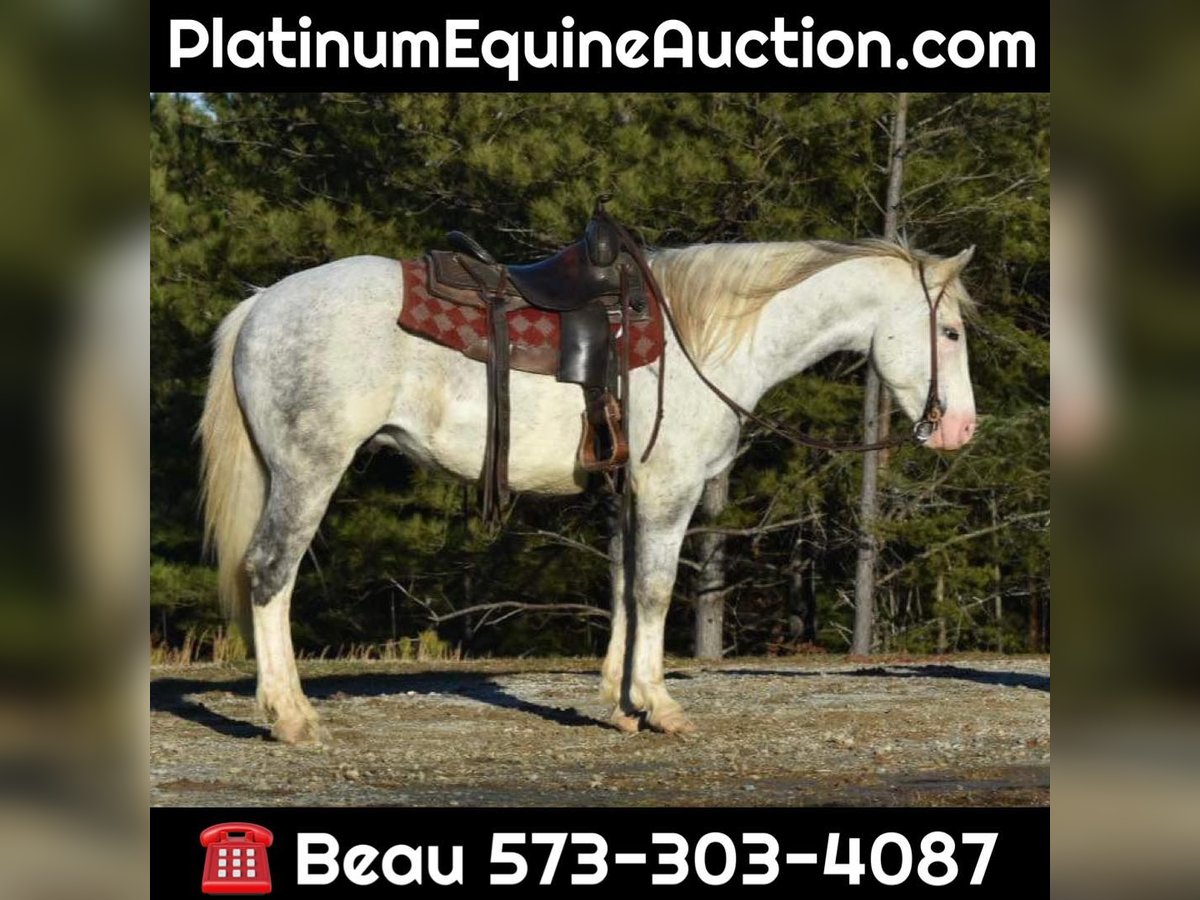 American Quarter Horse Gelding 7 years Tobiano-all-colors in Sweet Springs MO