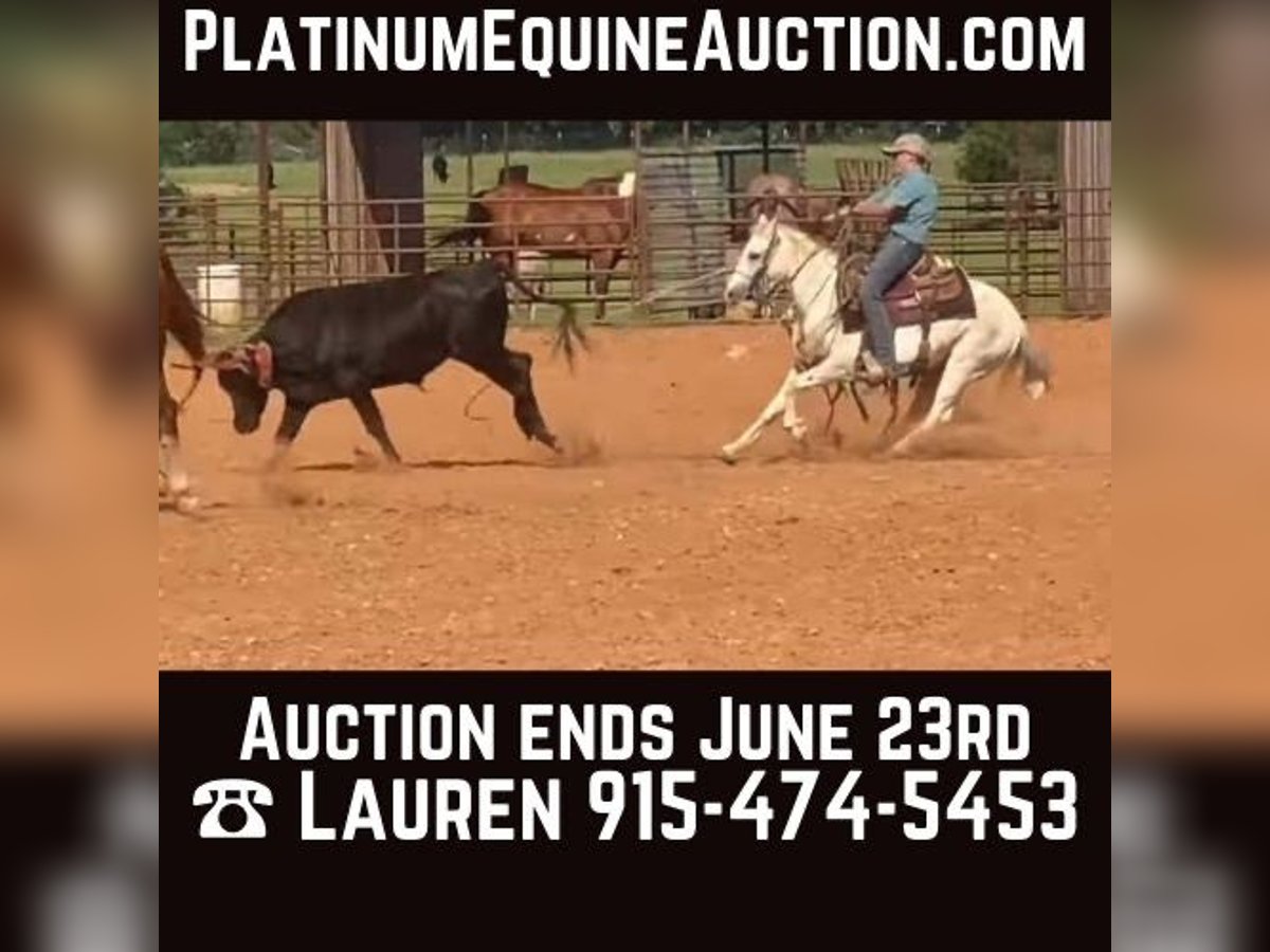 American Quarter Horse Gelding 8 years 12,2 hh Grey in Gainesville TX