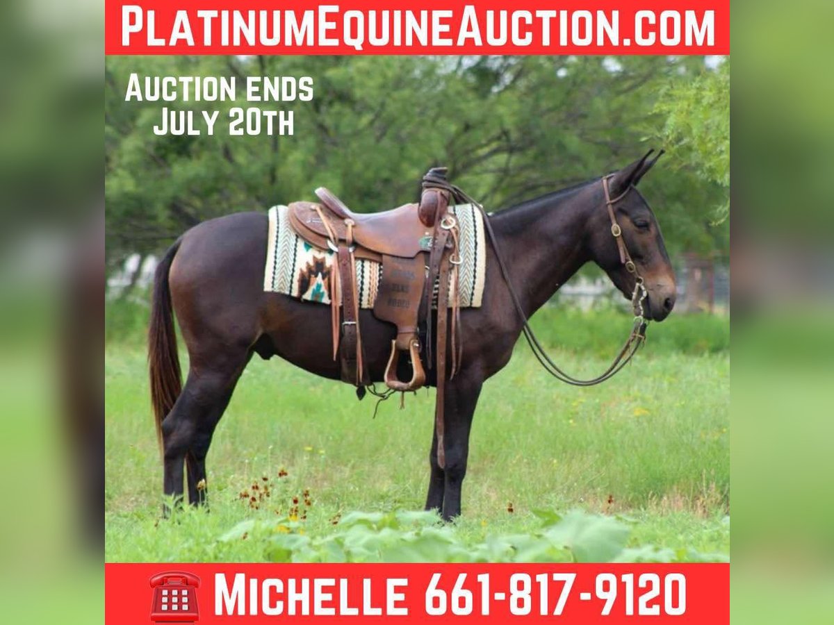 American Quarter Horse Gelding 8 years 13,2 hh Black in Stephenville TX