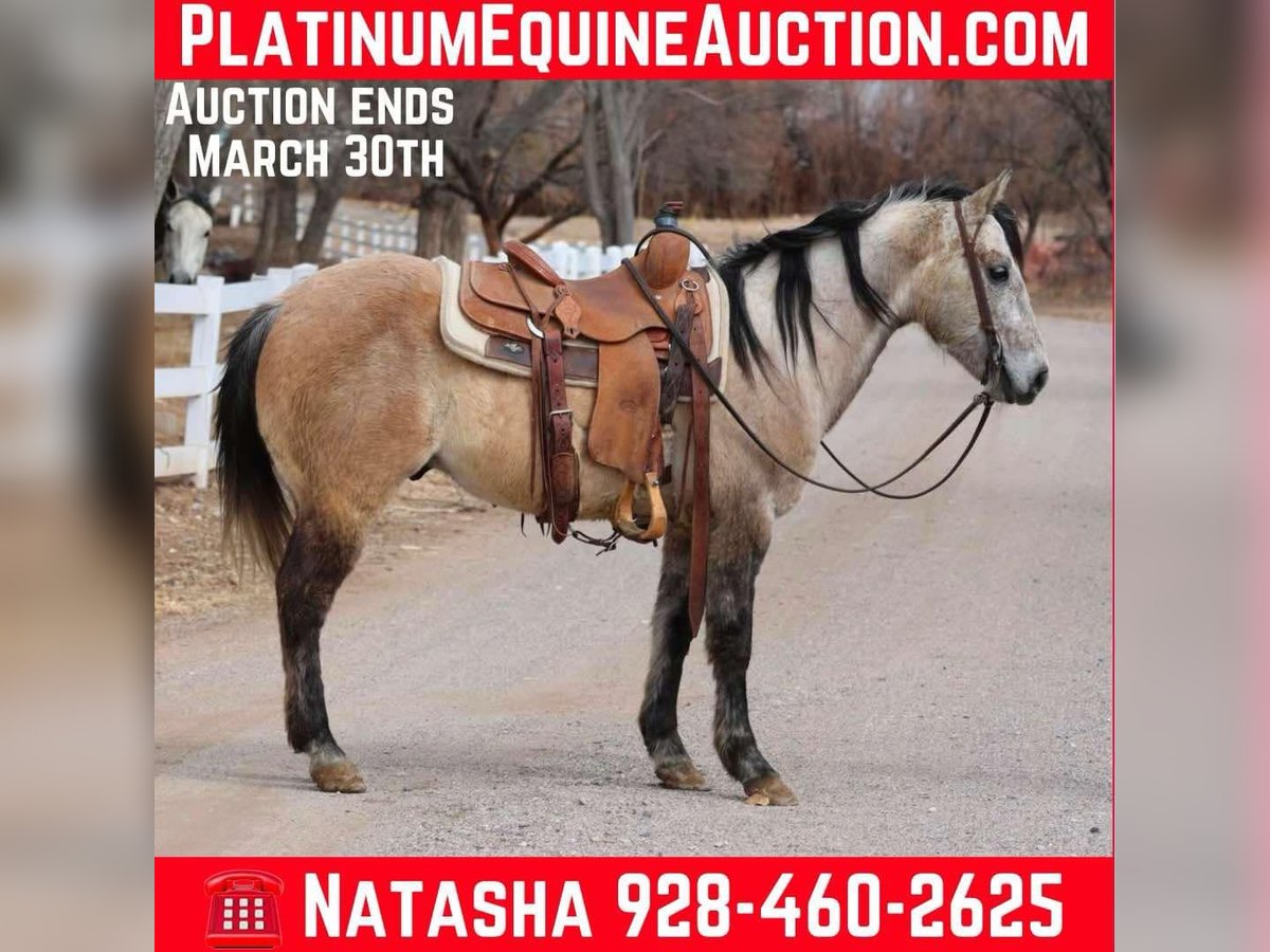 American Quarter Horse Gelding 8 years 14,1 hh Grey in Camp Verde AZ