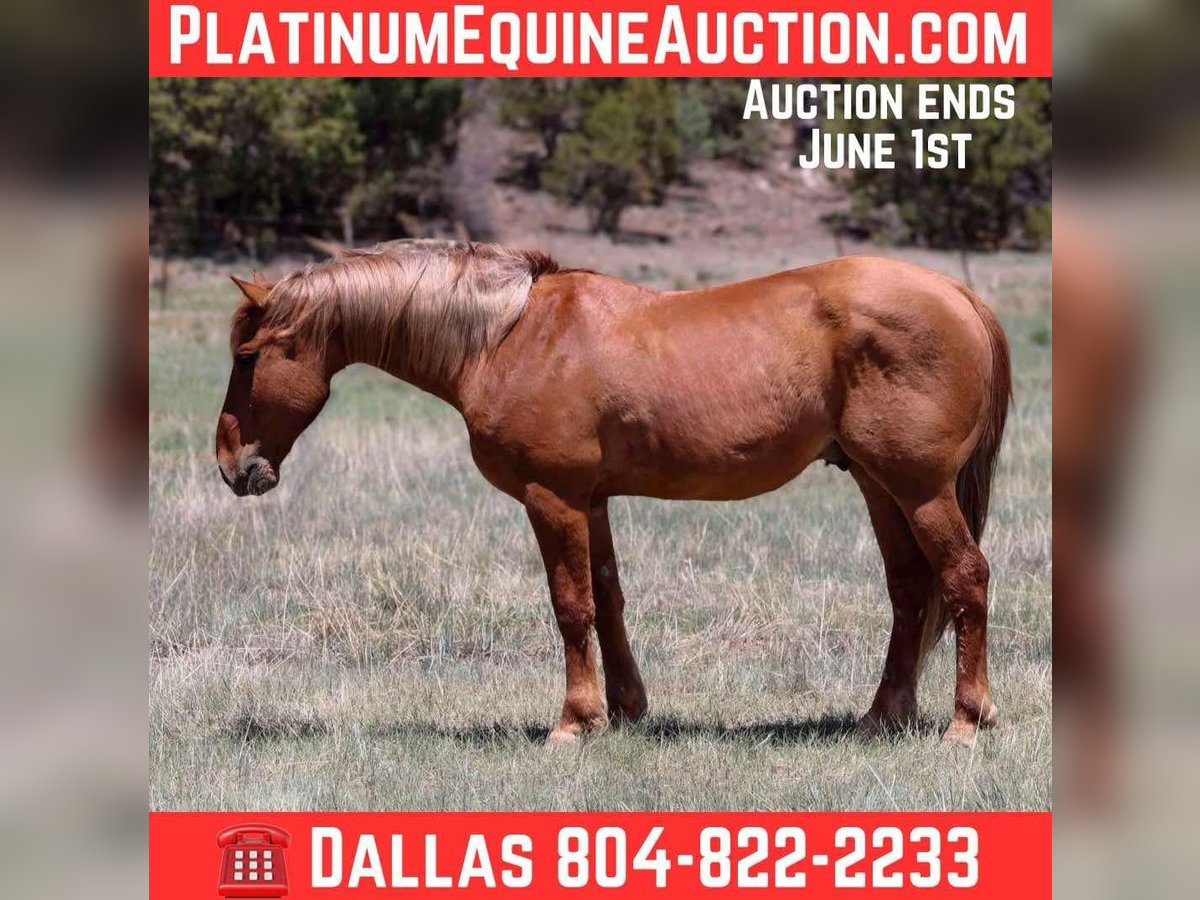 American Quarter Horse Gelding 8 years 14,1 hh Sorrel in Camp Verde AZ