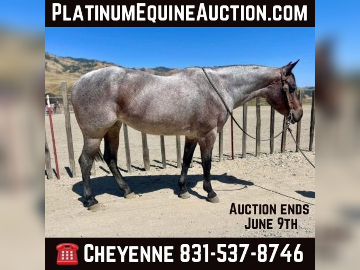 American Quarter Horse Gelding 8 years 14,2 hh Roan-Bay in Bitterwater CA