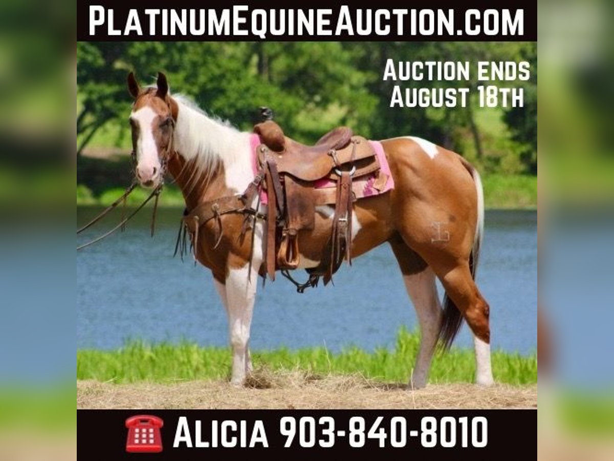 American Quarter Horse Gelding 8 years 14,3 hh Tobiano-all-colors in Willis Point TX