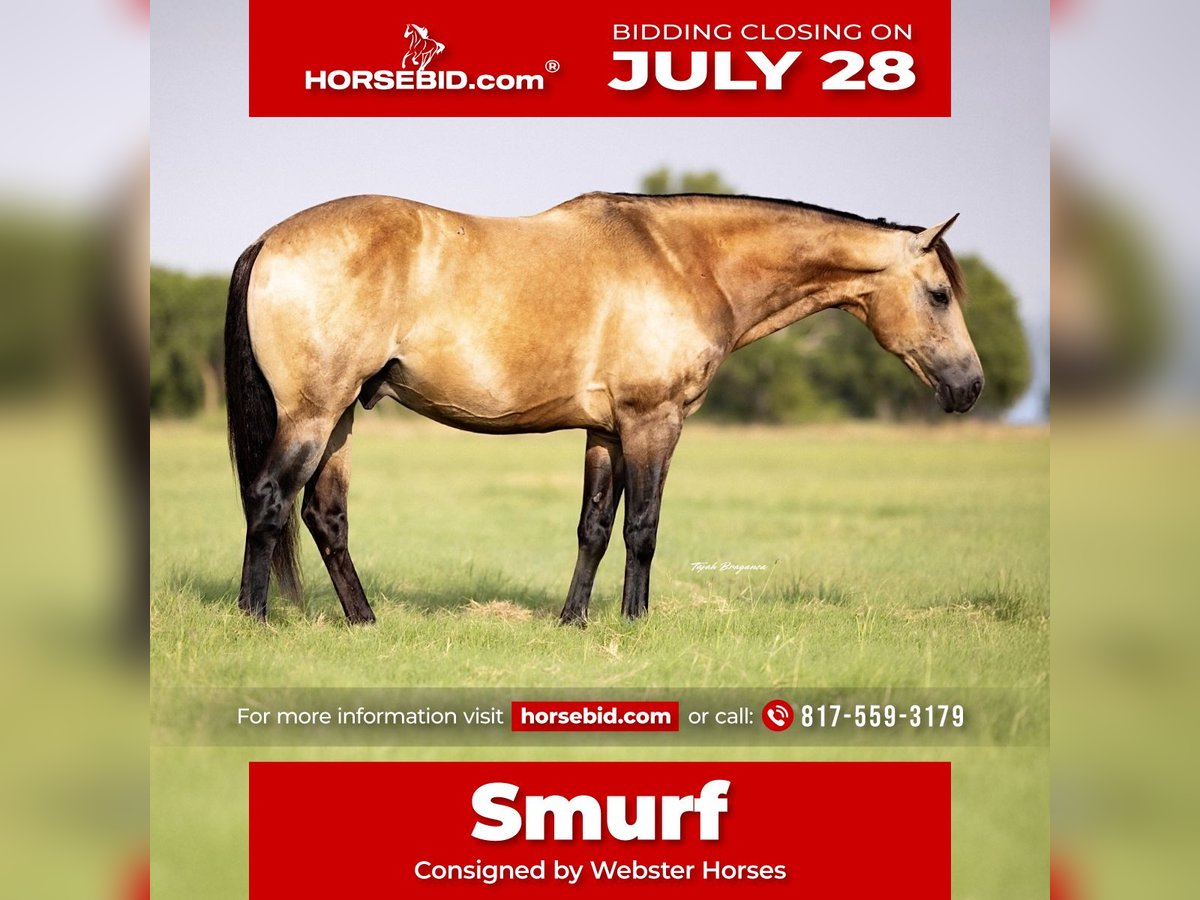 American Quarter Horse Gelding 8 years 14 hh Buckskin in Ponder