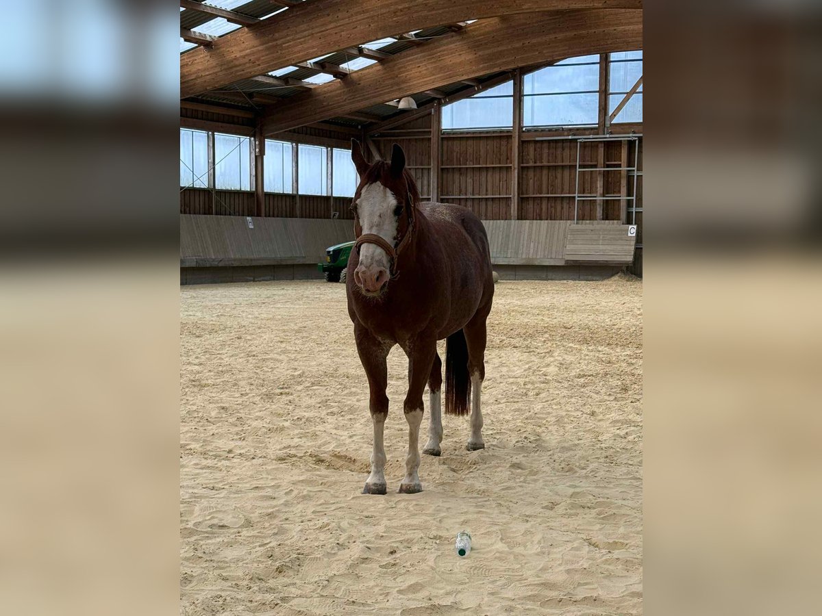 American Quarter Horse Gelding 8 years 14,2 hh Chestnut-Red in Diekrich