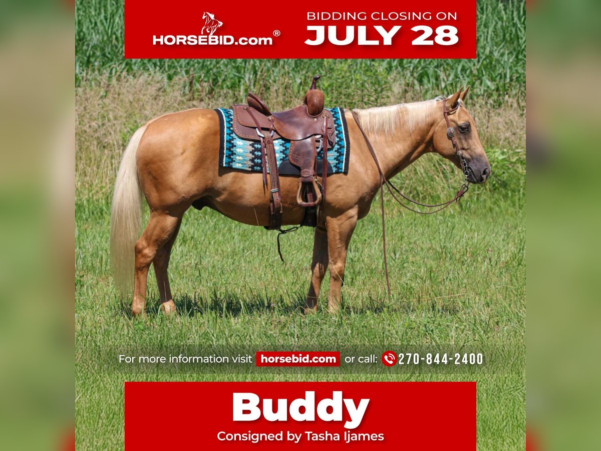 American Quarter Horse Gelding 8 years 14,2 hh Palomino in Henderson