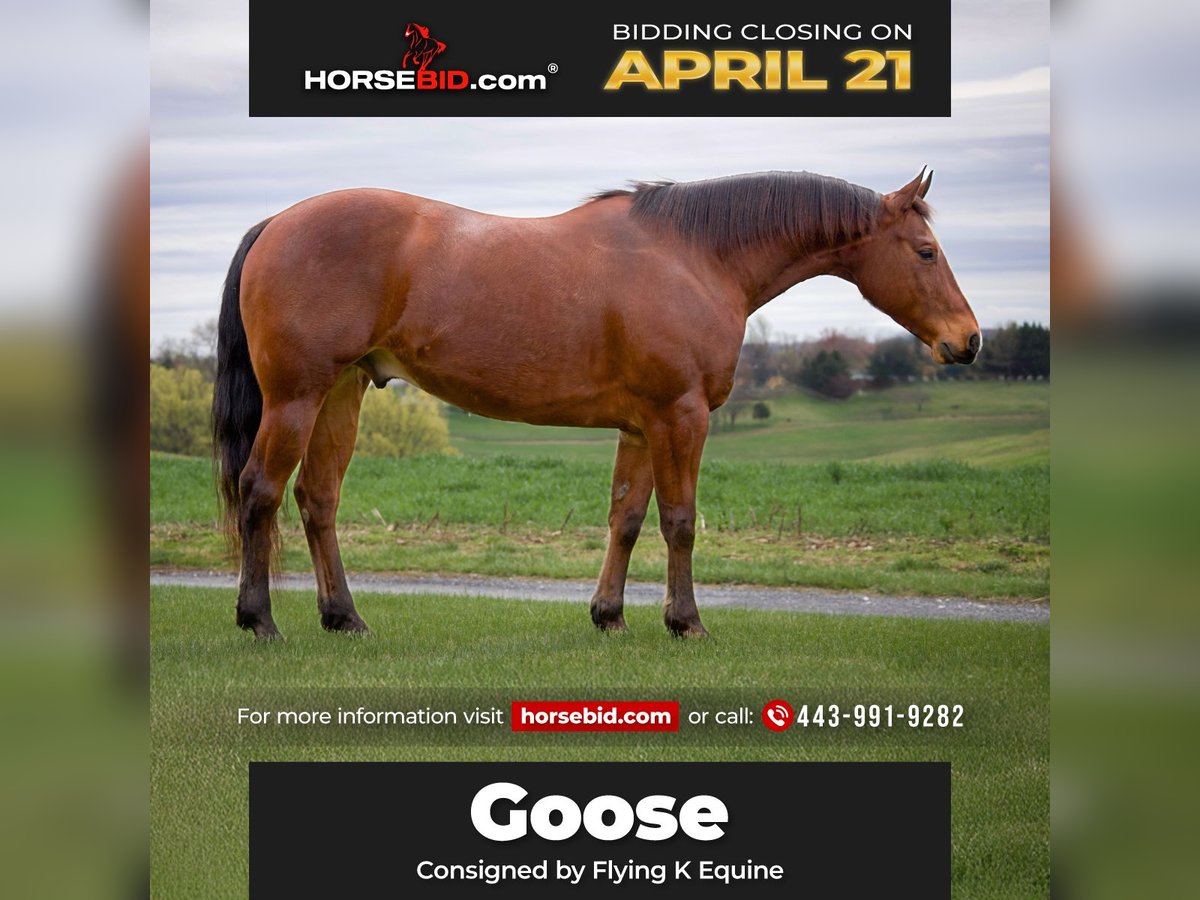 American Quarter Horse Gelding 8 years 14,3 hh Bay in Westminster, MD